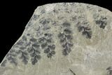 Pennsylvanian Fossil Fern (Eusphenopteris) Plate - Kentucky #112646-1